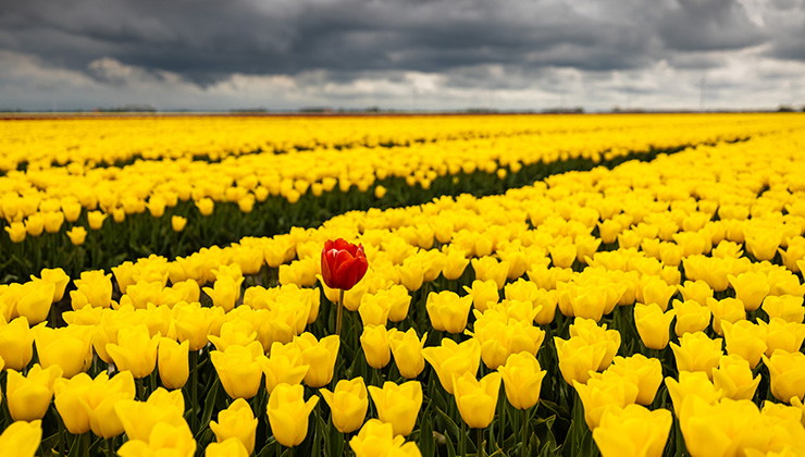 Field full of tulips